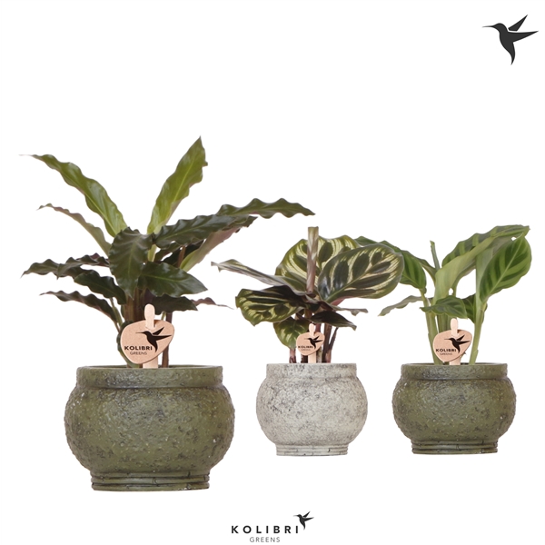 <h4>Kolibri Greens Calathea mix in Ancient pot green</h4>