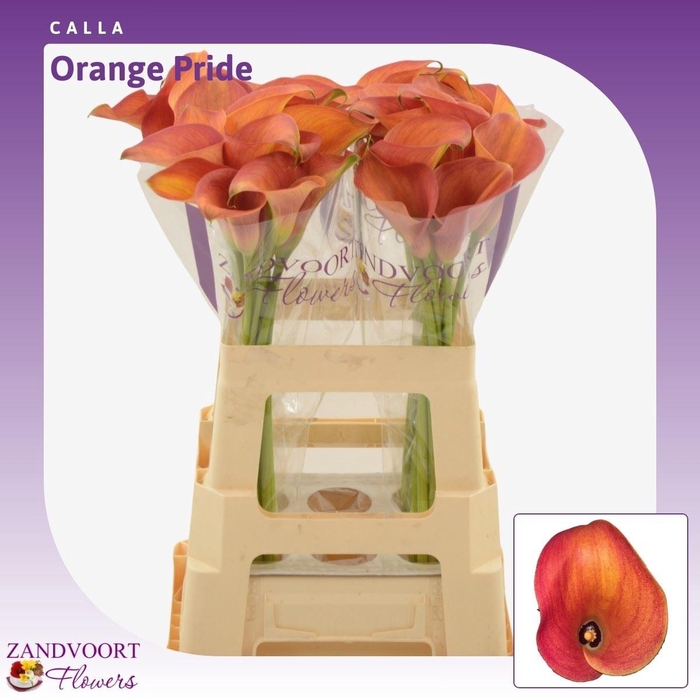 <h4>Calla Orange Pride</h4>