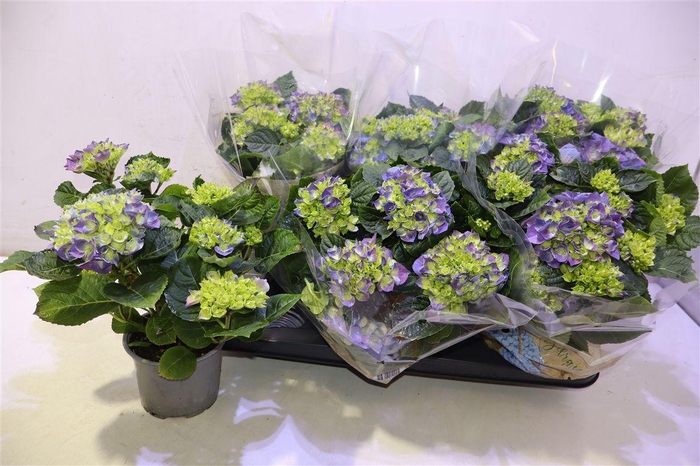 <h4>Hydr M Ningbo</h4>