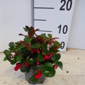 Gaultheria procumbens