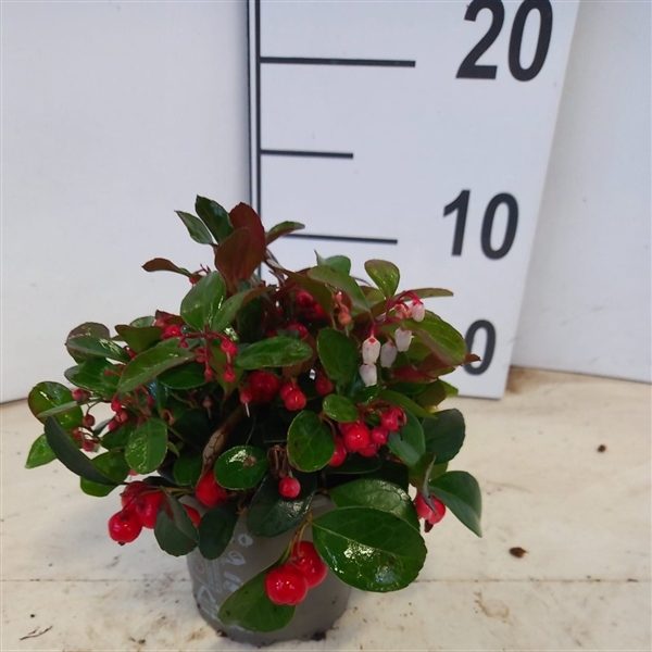 <h4>Gaultheria procumbens</h4>