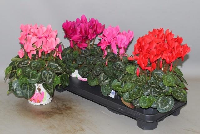 <h4>CYCL GR SUP XL</h4>