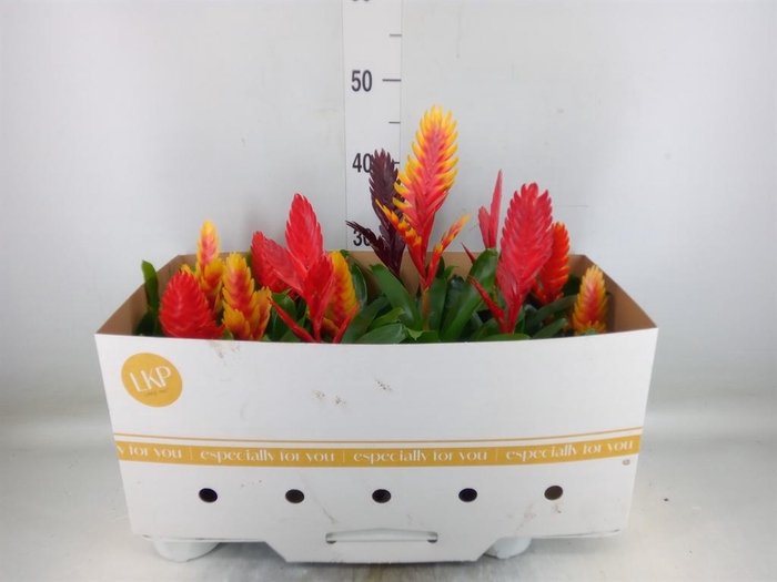 <h4>Vriesea ...mix</h4>