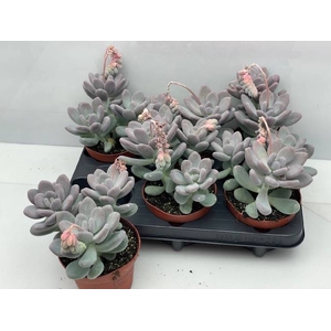 PACHYPHYTUM OVIFERUM