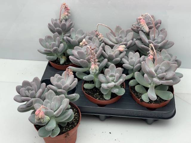 <h4>PACHYPHYTUM OVIFERUM</h4>