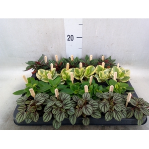Peperomia   ...mix