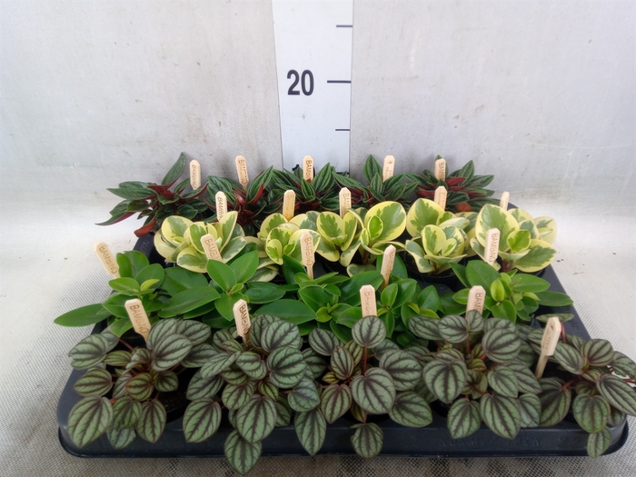 <h4>Peperomia   ...mix</h4>