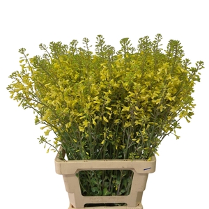 BRASS EMPIRE AGATHANA