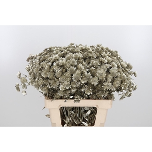 Astrantia Kl Bh Platina