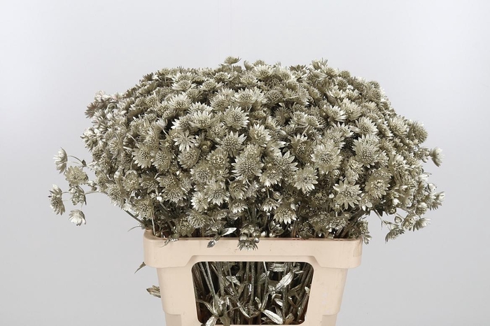 <h4>Astrantia Kl Bh Platina</h4>