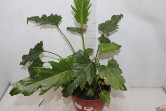 <h4>PHILOD. XANADU P24</h4>