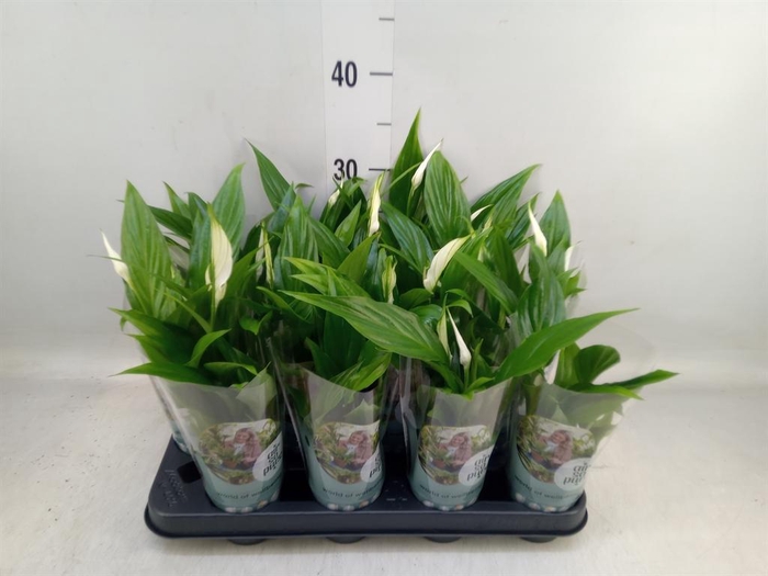 <h4>Spathiphyllum 'Pearl Cupido'</h4>