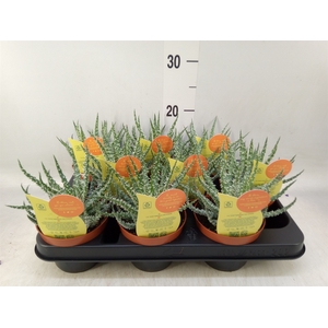 Aloe   ...