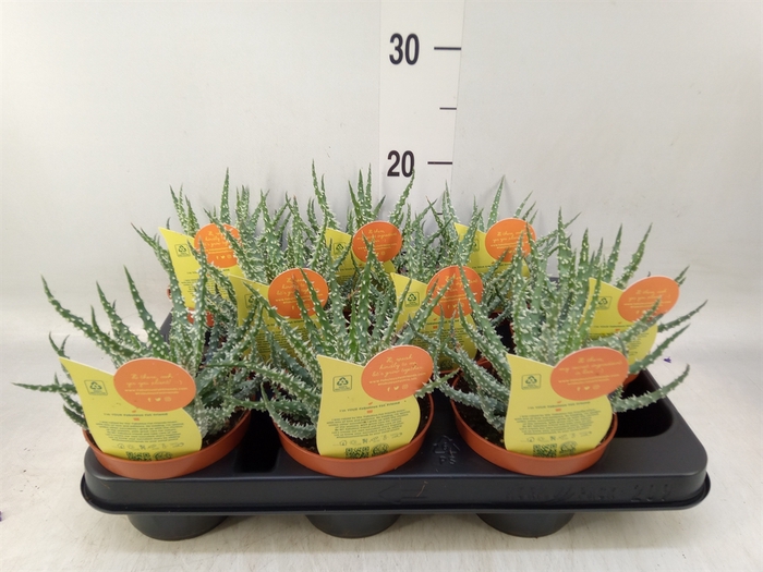 <h4>Aloe   ...</h4>