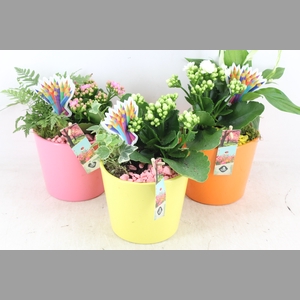 arr2 JS - Ker. pot colour mix x6