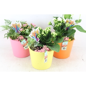 arr2 JS - Ker. pot colour mix x6