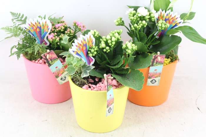 <h4>arr2 JS - Ker. pot colour mix x6</h4>