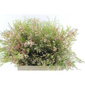 Chamelaucium My Sweet 16