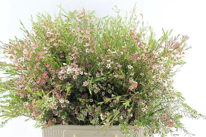 <h4>Chamelaucium My Sweet 16</h4>