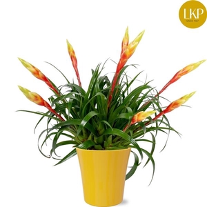 Vriesea 'Shannon'