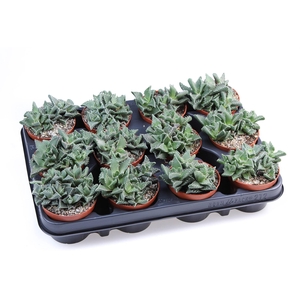 Faucaria tigrina