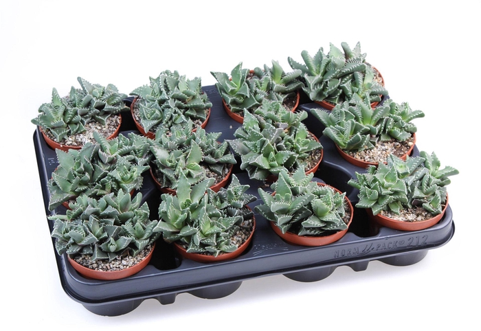 <h4>Faucaria tigrina</h4>