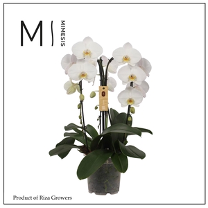 Phalaenopsis Crown White 3 spike - 21cm | Mimesis