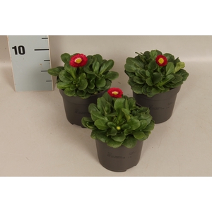 Bellis perennis Red