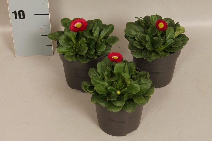 <h4>Bellis perennis Red</h4>