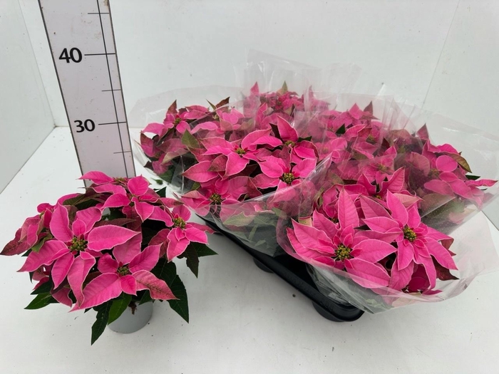 <h4>EUPHOR P PRI SO PINK</h4>