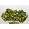 Helianthus Orange Fire