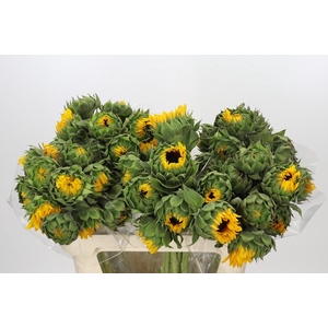 Helianthus Orange Fire