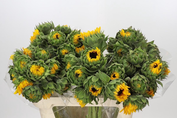 Helianthus Orange Fire