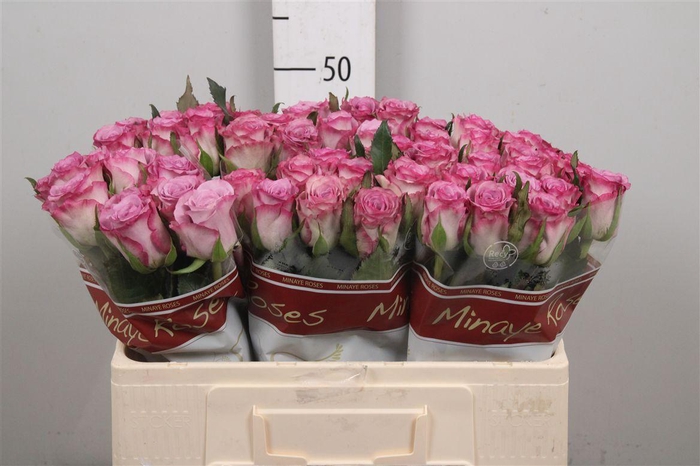 <h4>R Gr Thriller</h4>