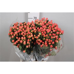 Hyp Mag Roy Princess