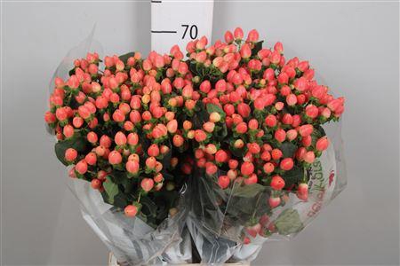 <h4>Hyp Mag Roy Princess</h4>