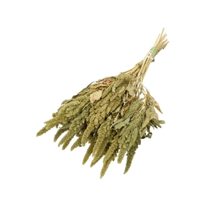 Dried flowers Amaranthus 60cm