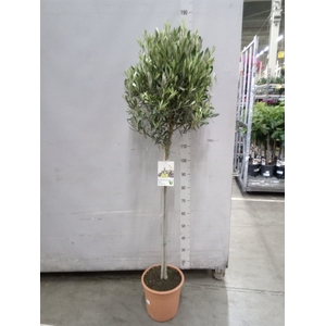 Olea europaea