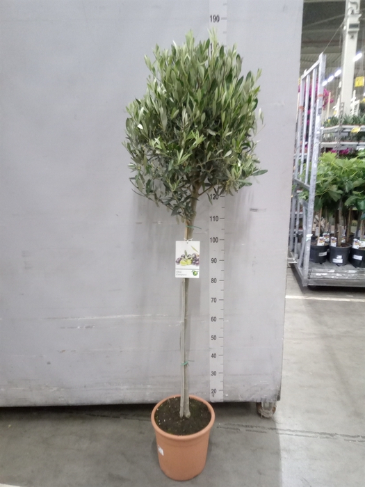 <h4>Olea europaea</h4>