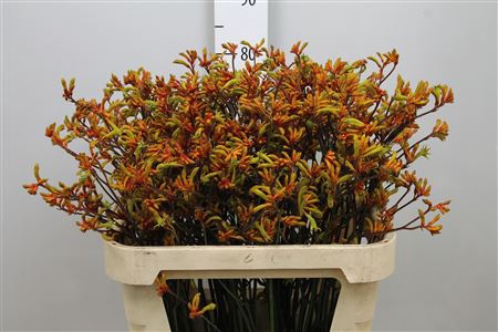 <h4>Anigoz Bush Sunset</h4>