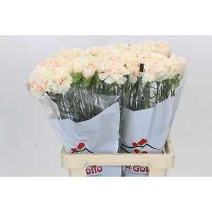 Dianthus St Apple Tea