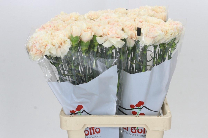 <h4>Dianthus St Apple Tea</h4>