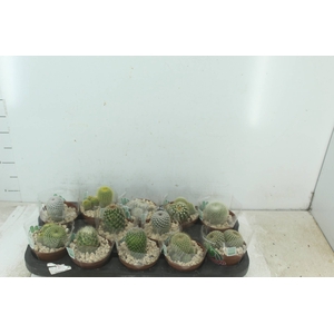CACTUS RAIZ PROPRIA P11