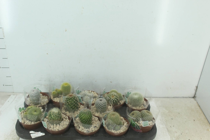 <h4>CACTUS RAIZ PROPRIA P11</h4>