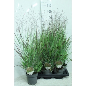 Panicum virgatum