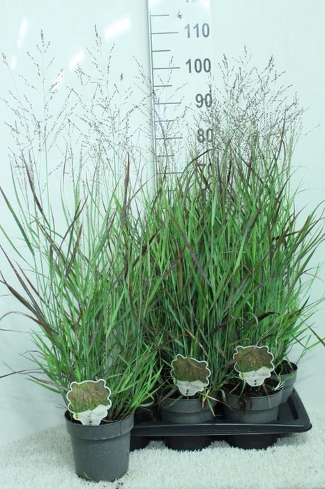 <h4>Panicum virgatum</h4>