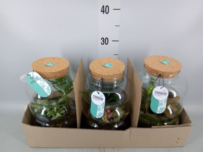 <h4>Arr.   Planten H%</h4>