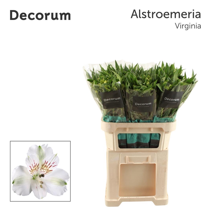 <h4>ALSTR VIRGINIA Decorum</h4>