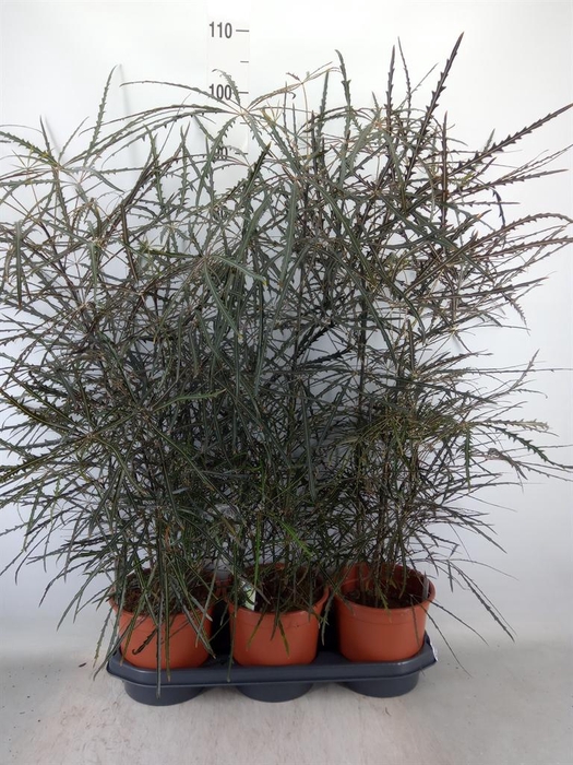 <h4>Dizygotheca eleg.</h4>