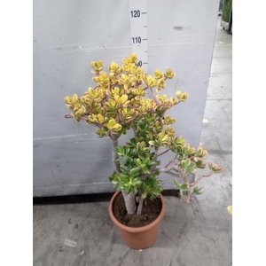 Crassula ovata 'Sunset'